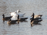 Cackling Geese and Ross's Goose