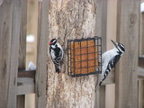 Downy Woodpecker and Hairy Woodpecker