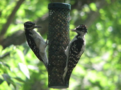 Two Hairy Woodpeckers