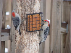 Two Red-bellied Woodpeckers