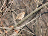 White-crowned Sparrow, immature