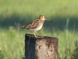 I found this Wilson’s Snipe sitting on a post at the side of the road on my way to Morris, Minnesota