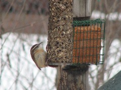 Twice in recent years we’ve had Carolina Wrens in our yard. Still uncommon here, these birds seem to be expanding their range to the north. Despite the possible implications of this, we’d be excited to provide a nestbox for a pair. (1/3/2015, Shoreview, MN)