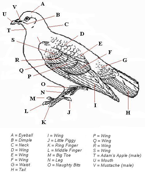 Bird Anatomy
