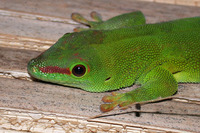 Madagascar day gecko - from Wikimedia Commons