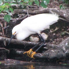 Snowy Egret in New Orleans