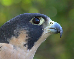 Peregrine falcon - By Greg Hume (Greg5030) - Own work, CC BY-SA 3.0, https://commons.wikimedia.org/w/index.php?curid=17098529